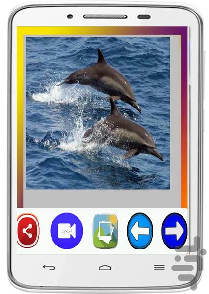 Dolphin Wallpapers - Image screenshot of android app