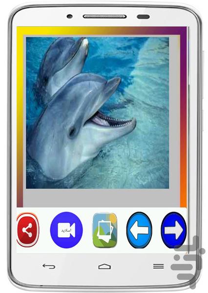 Dolphin Wallpapers - Image screenshot of android app