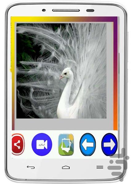 Pictures Peacock - Image screenshot of android app