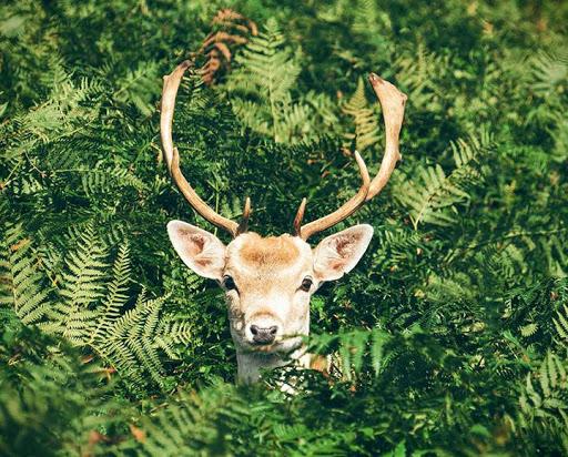 Find the difference 300 level Spot the differences - Gameplay image of android game