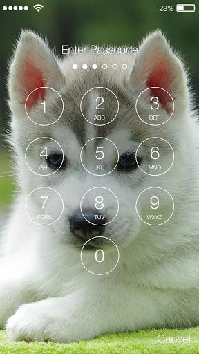 Husky Puppy HD Free PIN Lock - عکس برنامه موبایلی اندروید