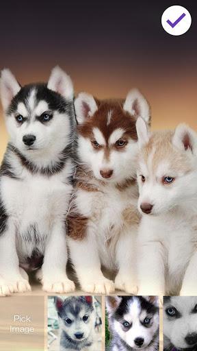 Husky Puppy HD Free PIN Lock - عکس برنامه موبایلی اندروید