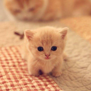 Cat Wallpapers HD Cute for Android - Download | Cafe Bazaar