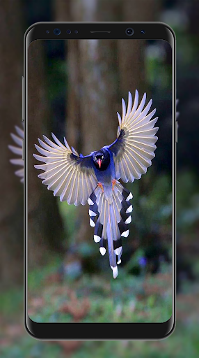 Bird Wallpapers HD - عکس برنامه موبایلی اندروید