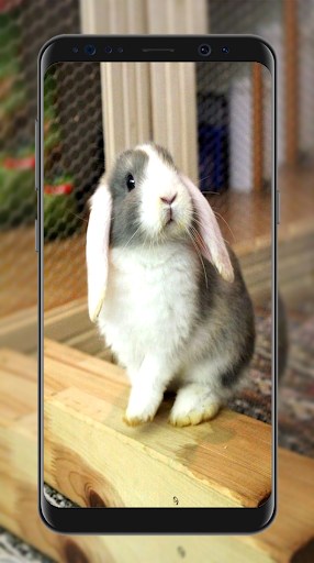 Cute Rabbit Wallpapers - Image screenshot of android app