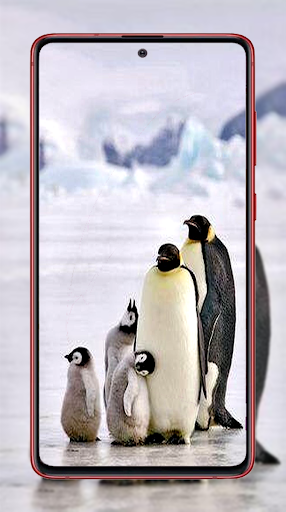 Penguin Wallpapers - Image screenshot of android app