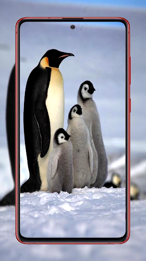 Penguin Wallpapers - Image screenshot of android app