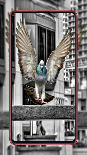 Pigeon Wallpapers - Image screenshot of android app