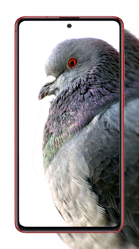 Pigeon Wallpapers - Image screenshot of android app