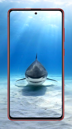 Shark Wallpapers - Image screenshot of android app