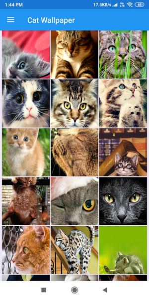 Cat HD Wallpapers - Image screenshot of android app