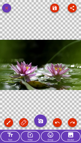 Daisy, Lily, Water Lily Wallpa - Image screenshot of android app