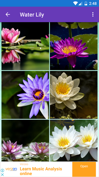 Daisy, Lily, Water Lily Wallpa - Image screenshot of android app