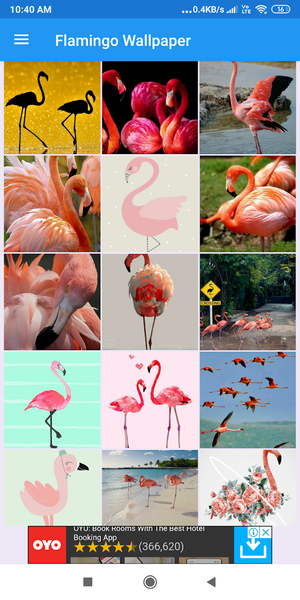 Flamingo HD Wallpapers - عکس برنامه موبایلی اندروید