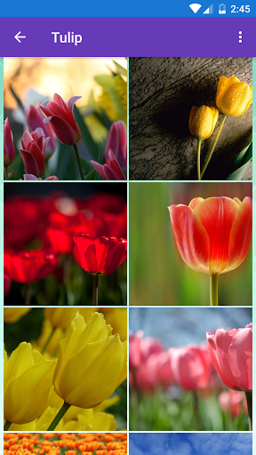 Iris, Orchid, Sunflower, Tulip - عکس برنامه موبایلی اندروید