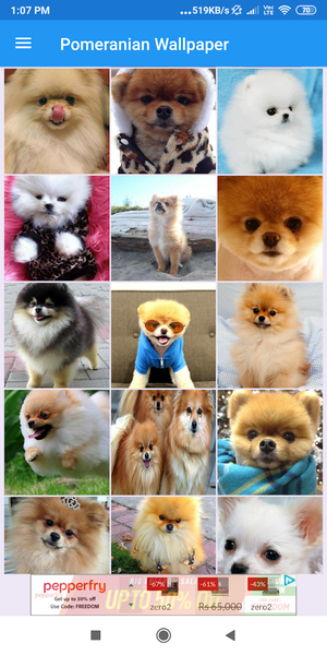 Pomeranian HD Wallpapers - Image screenshot of android app