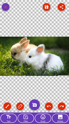 Rabbit, Squirrel Wallpapers - Image screenshot of android app