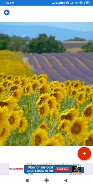 Sunflower HD Wallpapers - عکس برنامه موبایلی اندروید
