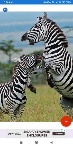 Zebra HD Wallpapers - عکس برنامه موبایلی اندروید