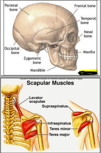 Biology Notes With Pictures - عکس برنامه موبایلی اندروید