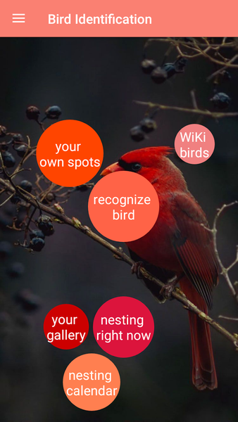 Bird Identification - Image screenshot of android app