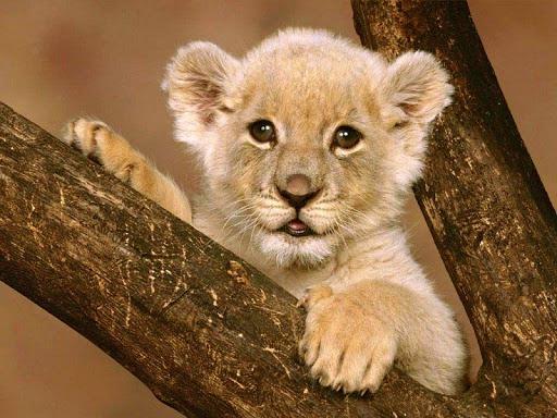 Animal Jigsaw Puzzles - عکس بازی موبایلی اندروید