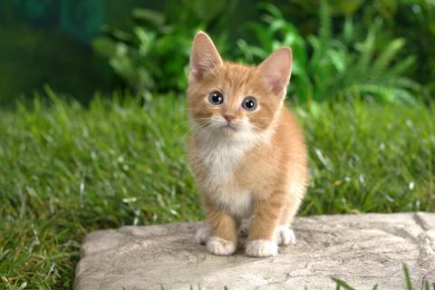 Cats Jigsaw Puzzles - Gameplay image of android game