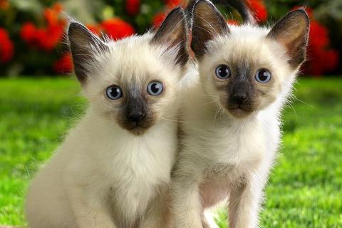 Cats Jigsaw Puzzles - عکس بازی موبایلی اندروید