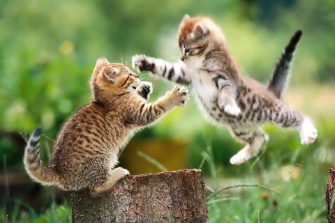 Cats Jigsaw Puzzles - عکس بازی موبایلی اندروید