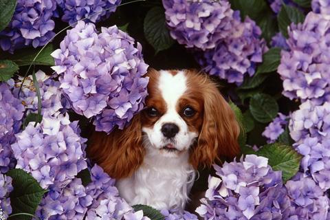 Dogs Jigsaw Puzzles - عکس بازی موبایلی اندروید