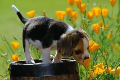 Dogs Jigsaw Puzzles - عکس بازی موبایلی اندروید