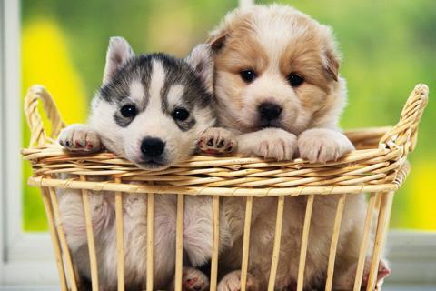 Dogs Jigsaw Puzzles - عکس بازی موبایلی اندروید