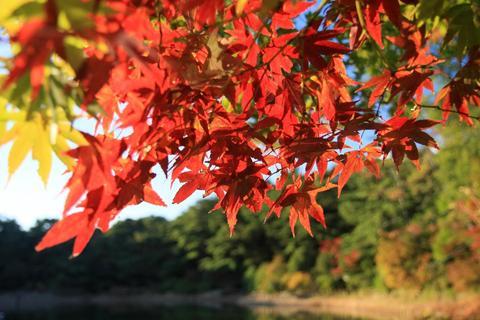 Forest Jigsaw Puzzles - عکس بازی موبایلی اندروید