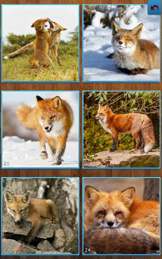 Fox Jigsaw Puzzles - عکس بازی موبایلی اندروید