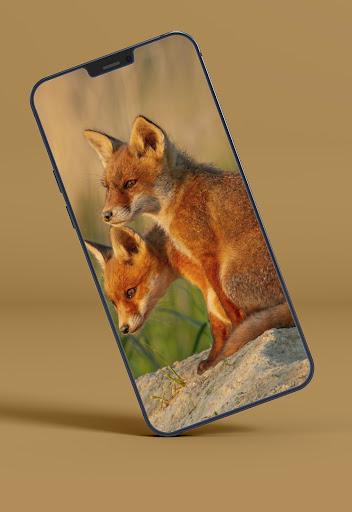 Fox Wallpapers - Image screenshot of android app