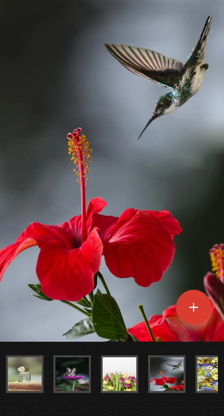 Flowers Wallpaper - Image screenshot of android app