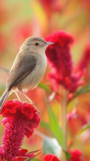 Bird HD Wallpapers - Image screenshot of android app