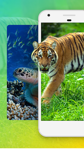 Animals Wallpaper HD for Android - Download | Cafe Bazaar Animals Wallpaper HD for Android - Download | Cafe Bazaar