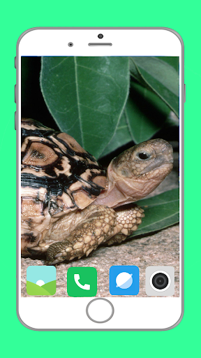 Tortoise Wallpaper Full HD - Image screenshot of android app