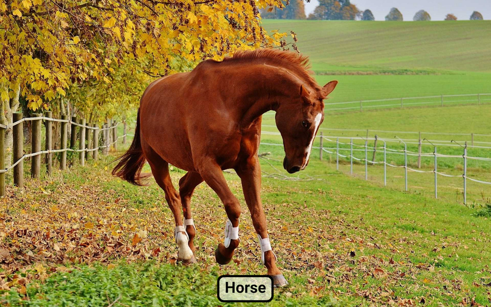 Farm animal sounds for baby - Gameplay image of android game