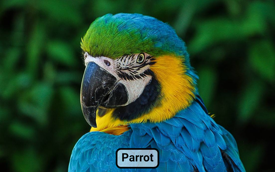 Farm animal sounds for baby - Gameplay image of android game