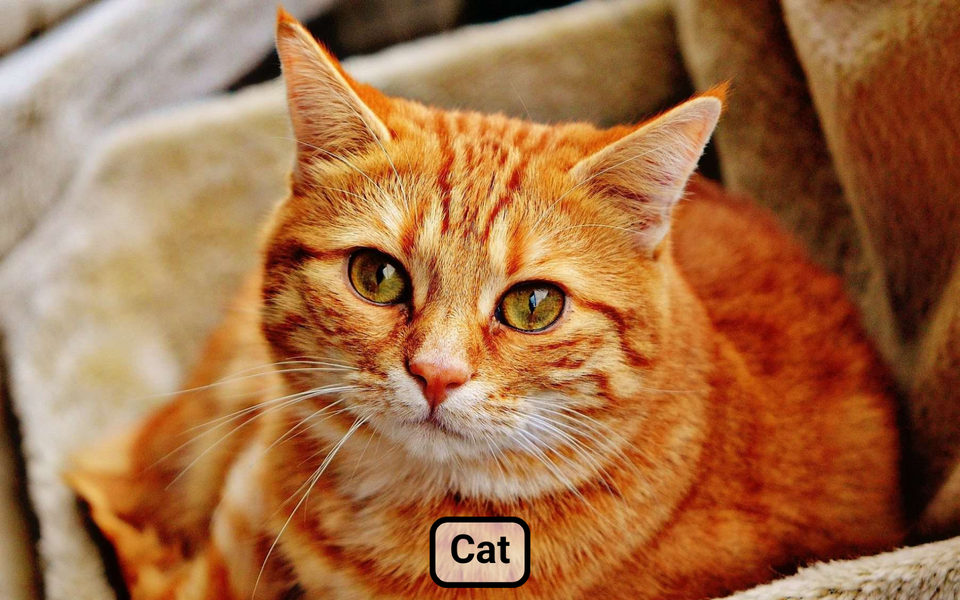 Farm animal sounds for baby - Gameplay image of android game