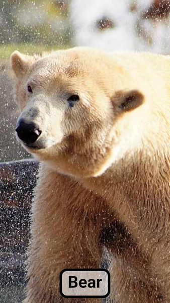 Farm animal sounds for baby - Gameplay image of android game