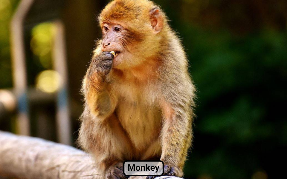 Farm animal sounds for baby - Gameplay image of android game