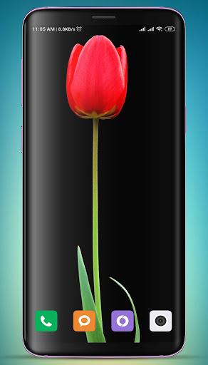 Tulip Wallpaper HD - Image screenshot of android app