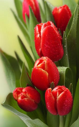 Tulips Live Wallpaper - عکس برنامه موبایلی اندروید