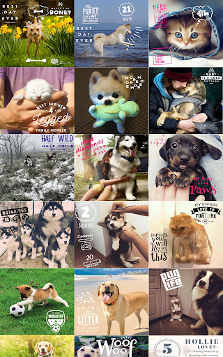 Pet Pictures - Photo Editor - Pet Face Wallpapers - Image screenshot of android app