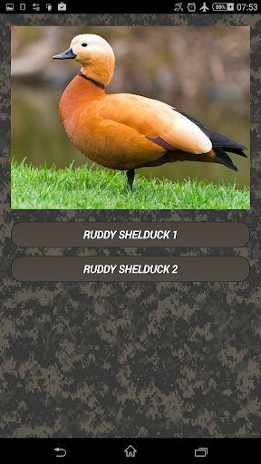 Duck hunting calls - Image screenshot of android app