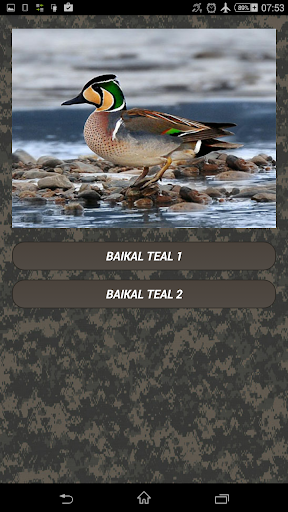 Duck hunting calls - Image screenshot of android app