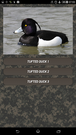 Duck hunting calls - Image screenshot of android app